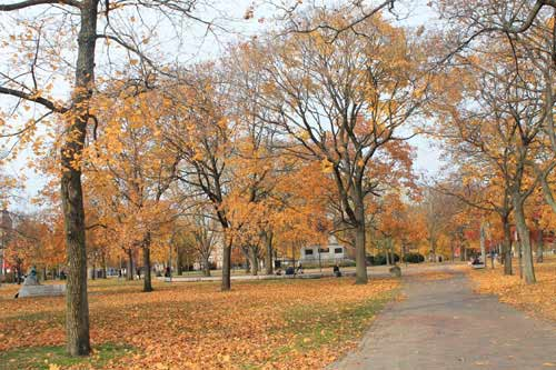 Một góc công viên với những tán cây vàng rực.